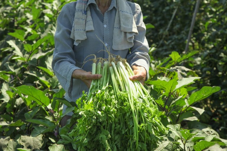 What Is Making Your Celery Taste Strong and Stringy?