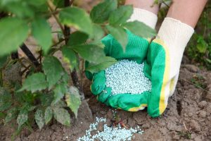 7 Garden Plants You Should Stop Fertilizing as Summer Ends