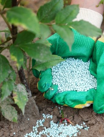7 Garden Plants You Should Stop Fertilizing as Summer Ends