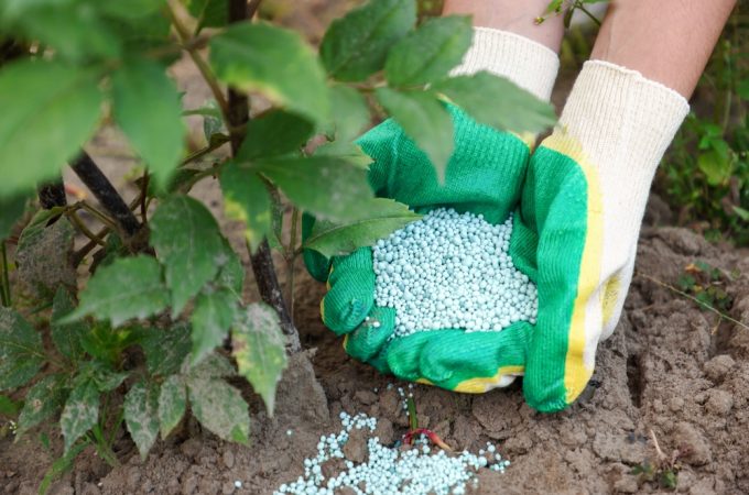 7 Garden Plants You Should Stop Fertilizing as Summer Ends