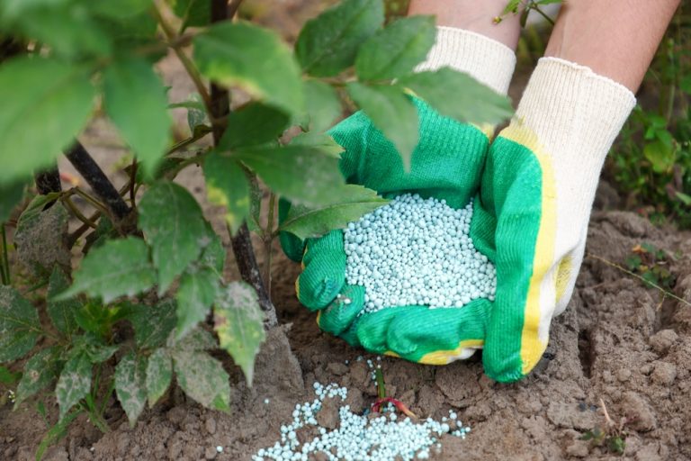 7 Garden Plants You Should Stop Fertilizing as Summer Ends