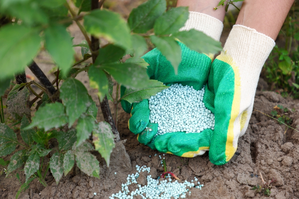 7 Garden Plants You Should Stop Fertilizing as Summer Ends