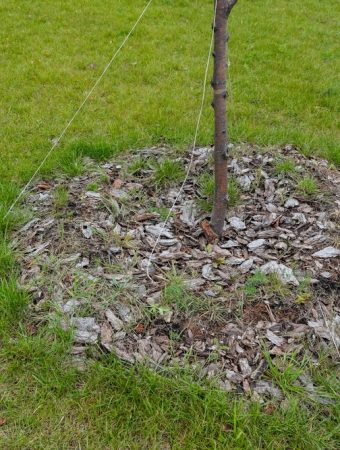 6 Ways to Protect Young Trees From String-Trimmer Damage