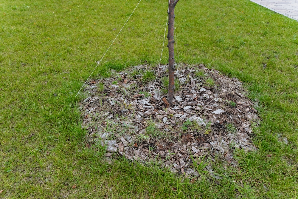 6 Ways to Protect Young Trees From String-Trimmer Damage