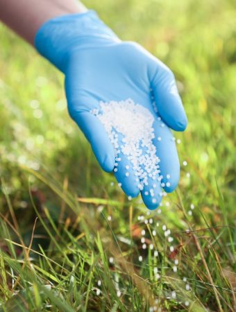 Garden Plants You Should Stop Fertilizing as Summer Ends
