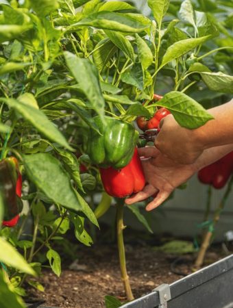 8 Ways to Keep a July Garden Productive Without Buying New Plants