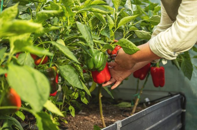 8 Ways to Keep a July Garden Productive Without Buying New Plants