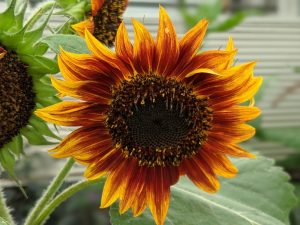 7 Plants That Offer Seeds Birds Can Eat Through Fall