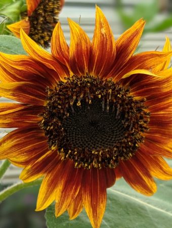 7 Plants That Offer Seeds Birds Can Eat Through Fall