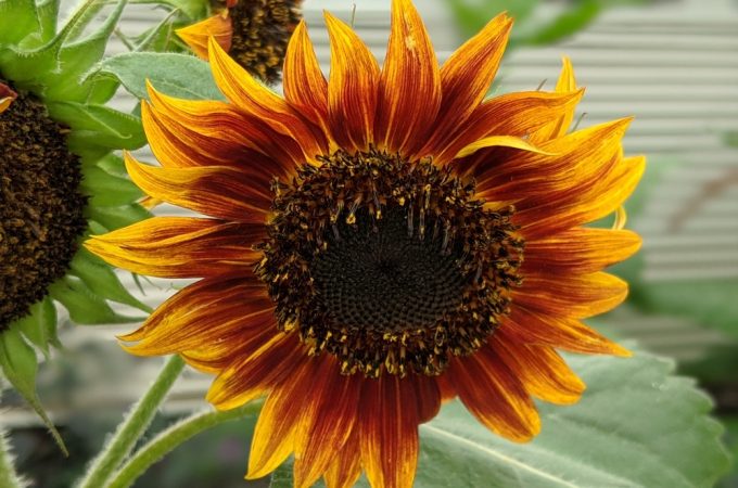 7 Plants That Offer Seeds Birds Can Eat Through Fall