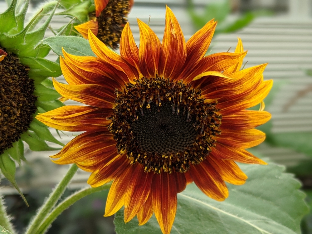 7 Plants That Offer Seeds Birds Can Eat Through Fall