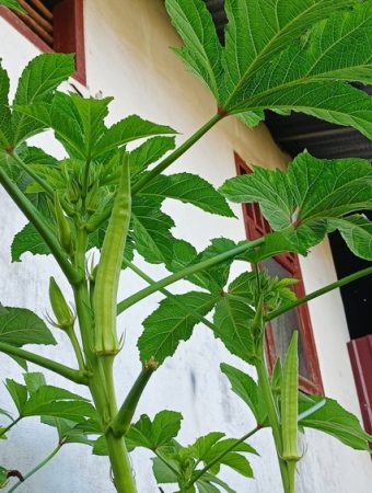 What Should You Do When Okra Becomes Too Tall to Reach?