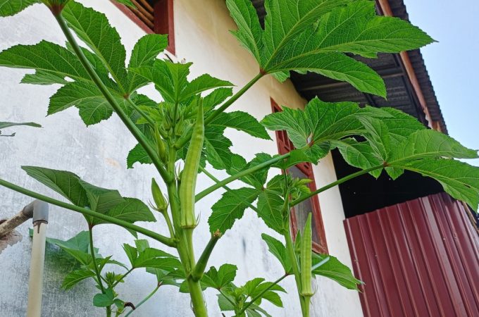 What Should You Do When Okra Becomes Too Tall to Reach?