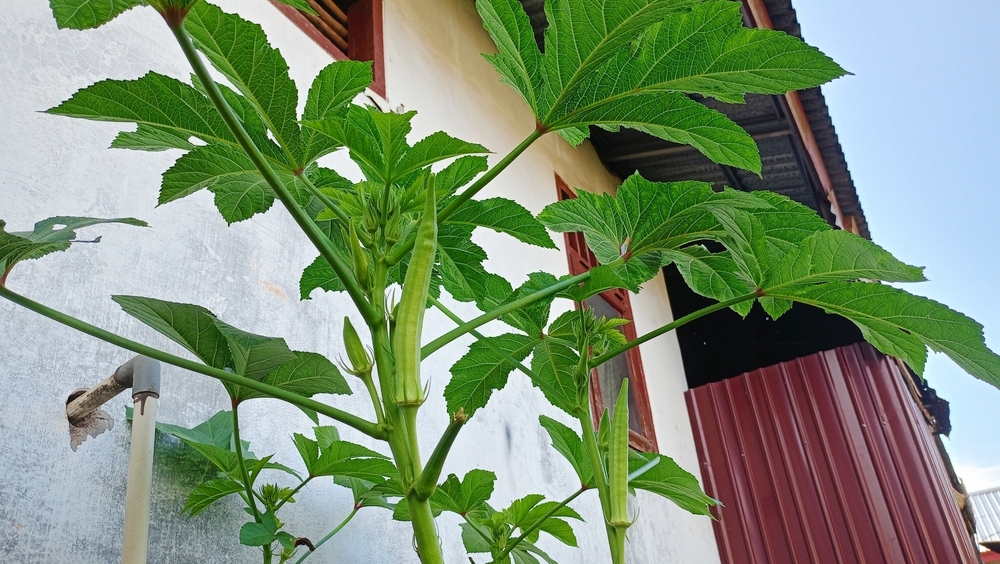 What Should You Do When Okra Becomes Too Tall to Reach?