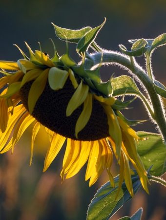 5 Ways to Use Shade From Mature Crops Before They Come Out