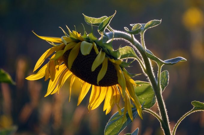 5 Ways to Use Shade From Mature Crops Before They Come Out