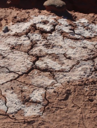 5 Reasons a White Film Appears on Garden Soil