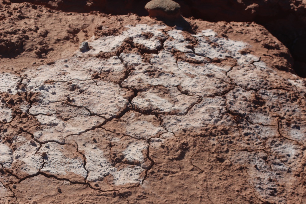 5 Reasons a White Film Appears on Garden Soil
