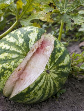 Why Do Watermelons Split Just Before Harvest?