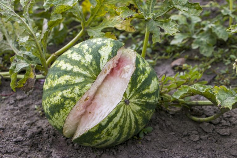 Why Do Watermelons Split Just Before Harvest?
