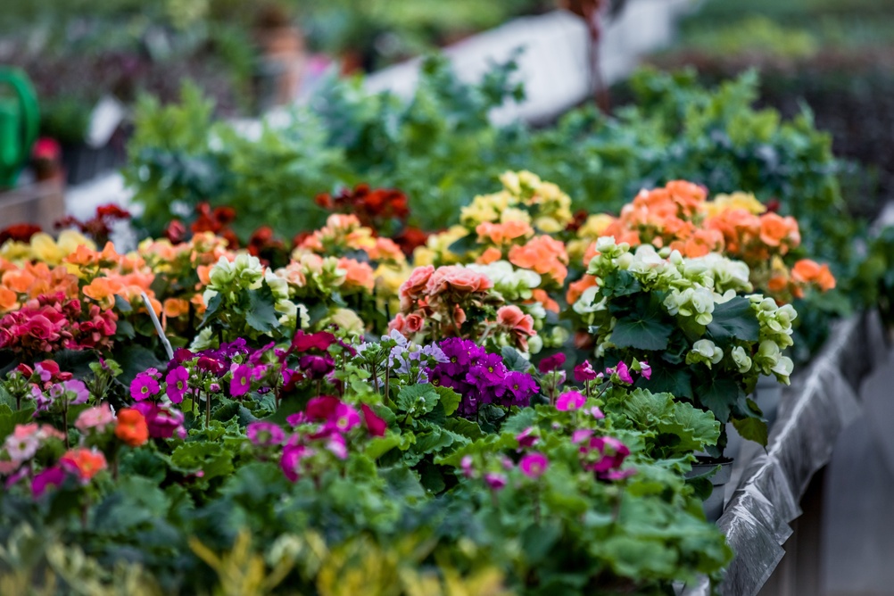 Why Are Gardeners Adding Fire-Safe Planting Zones Around Homes?