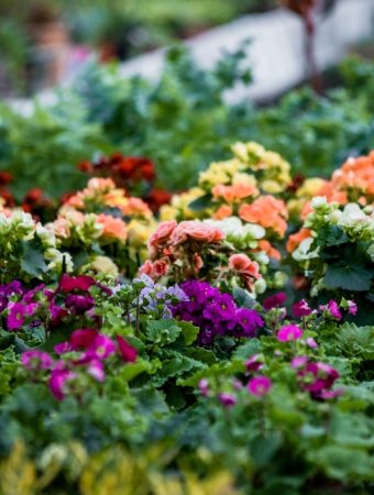 Why Are Gardeners Adding Keystone Plants to Ordinary Backyards?