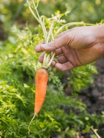 What Causes Green Rings Around the Tops of Carrots?