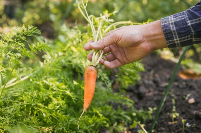 What Causes Green Rings Around the Tops of Carrots?