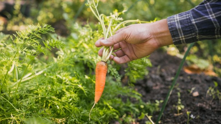 What Causes Green Rings Around the Tops of Carrots?