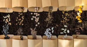 7 Red Flags That an Online Seed Listing May Be a Scam