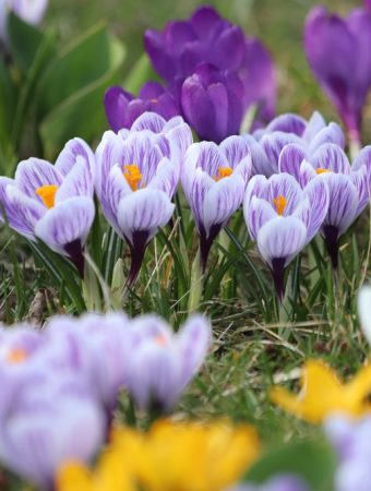 Can You Grow Saffron Crocus in an Ordinary Backyard?