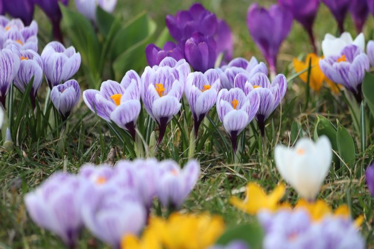 Can You Grow Saffron Crocus in an Ordinary Backyard?