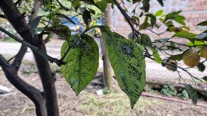 What Is Causing Black Residue on Leaves Beneath Trees?