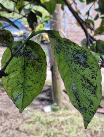 What Is Causing Black Residue on Leaves Beneath Trees?