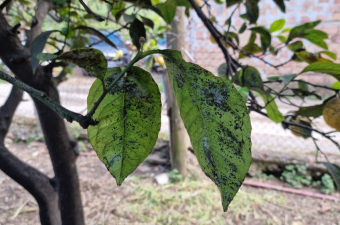 What Is Causing Black Residue on Leaves Beneath Trees?