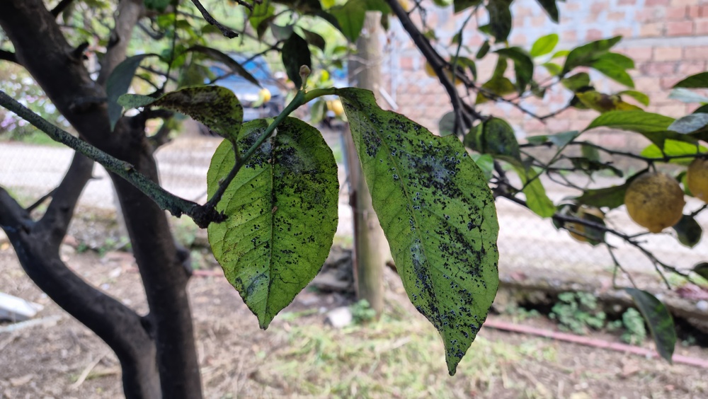 What Is Causing Black Residue on Leaves Beneath Trees?