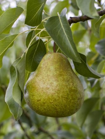 Why Are Your Pears Ripening From the Inside Out?