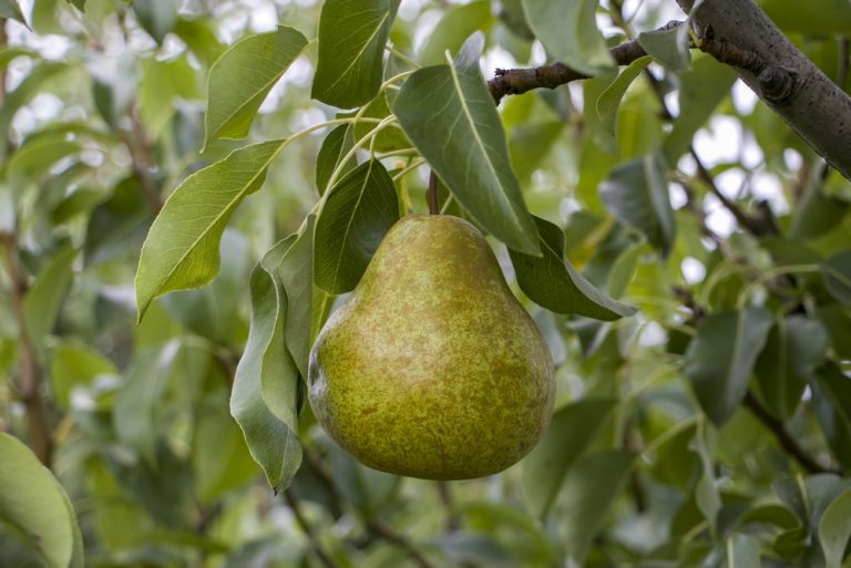 Why Are Your Pears Ripening From the Inside Out?