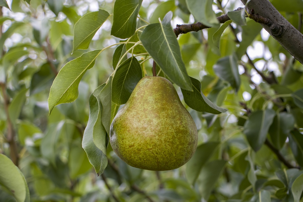 Why Are Your Pears Ripening From the Inside Out?