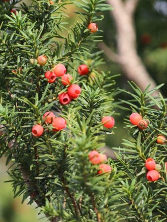 Before You Let the Kids Pick Those Berries, Make Sure They Aren’t One of These Plants