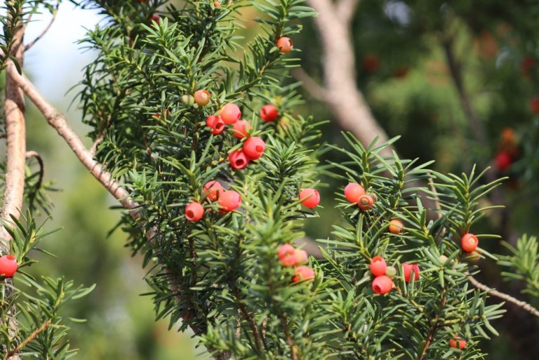 Before You Let the Kids Pick Those Berries, Make Sure They Aren’t One of These Plants