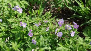 6 Pollinator Plants to Start Now for a Stronger Spring Garden