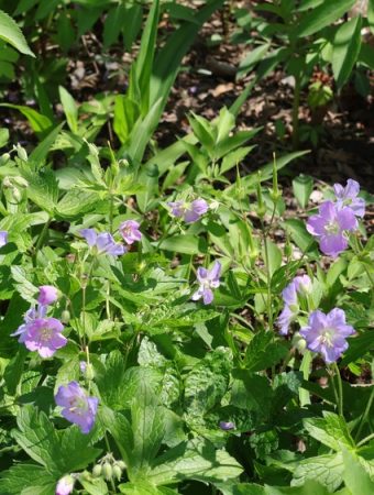 6 Pollinator Plants to Start Now for a Stronger Spring Garden