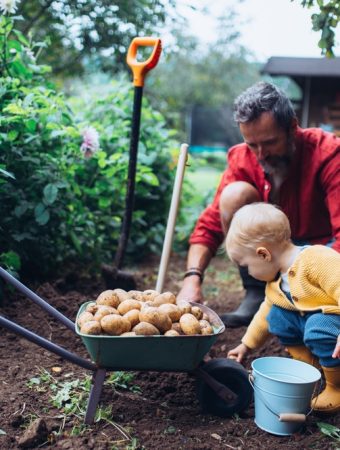 Can You Store Seed Potatoes From This Year’s Harvest?