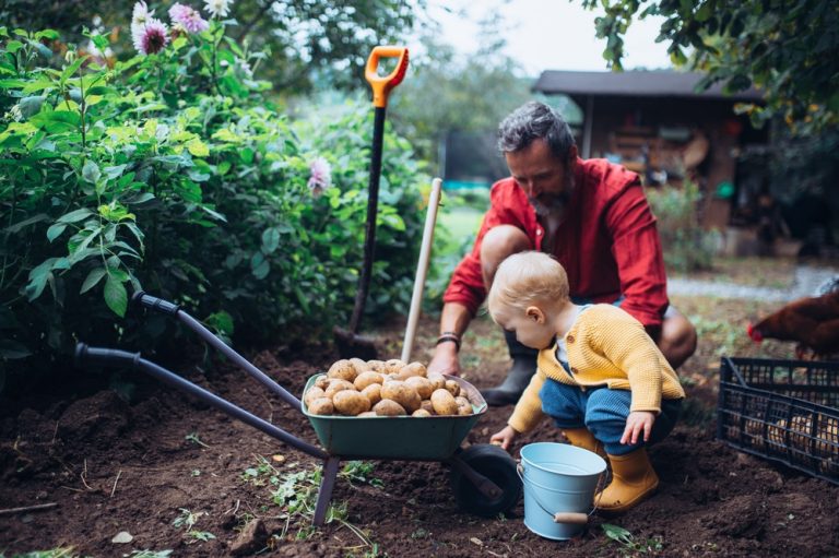 Can You Store Seed Potatoes From This Year’s Harvest?