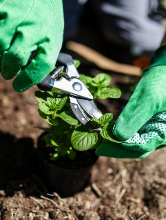 Can You Cut Back Mint Hard Without Losing the Plant?