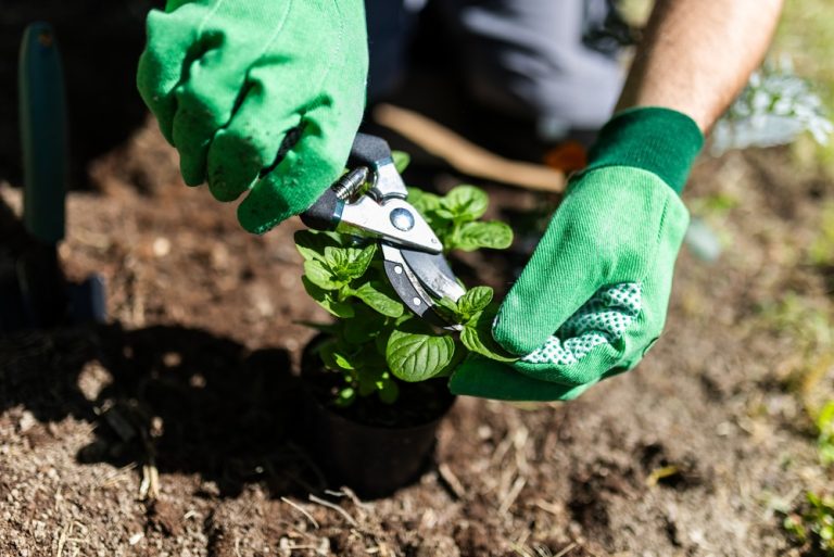 Can You Cut Back Mint Hard Without Losing the Plant?