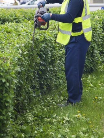 Is a Fire-Safe Garden Possible Without Removing Every Shrub?