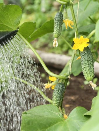 6 Ways to Cut Water Use Without Starving Your Garden