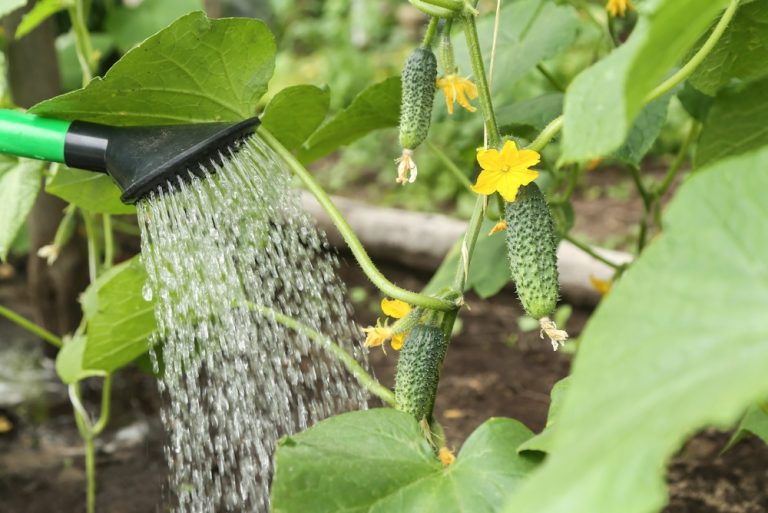 6 Ways to Cut Water Use Without Starving Your Garden